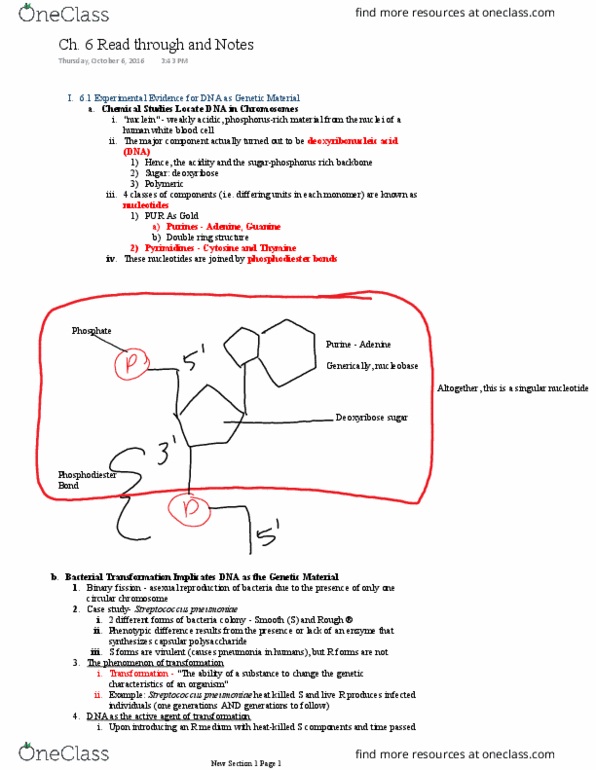 BSC 315 Chapter Notes - Chapter 6: Purine, Differential Centrifugation, Sulfur thumbnail