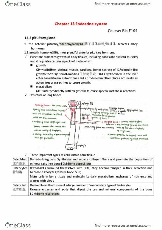 BIO SCI E109 Chapter Notes - Chapter 13: Somatostatin, Pituitary Gland thumbnail