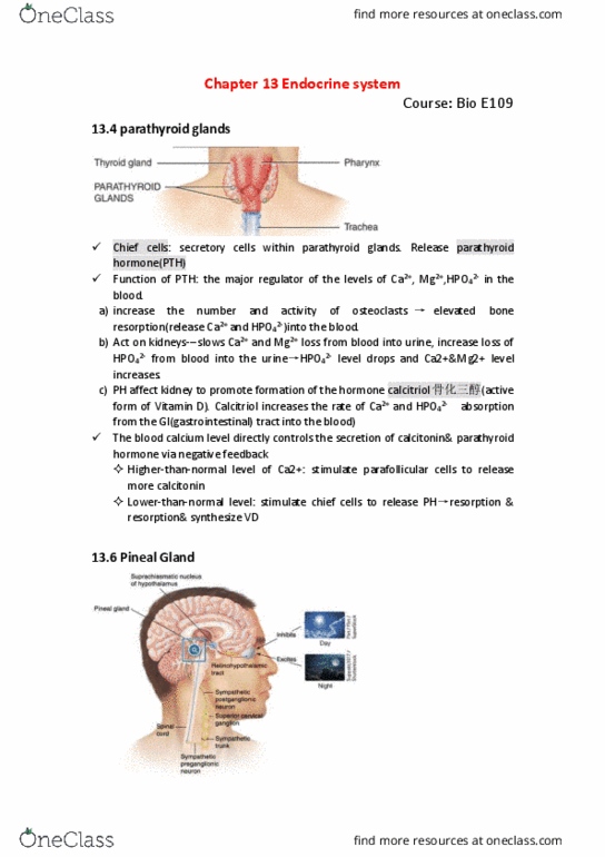 BIO SCI E109 Chapter Notes - Chapter 13: Rieti, Parathyroid Gland, Lightdark thumbnail