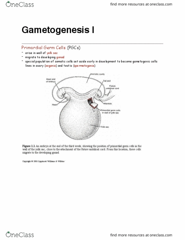 ANAT 2130 Lecture Notes - Lecture 2: Down Syndrome, Gametogenesis, Gamete thumbnail