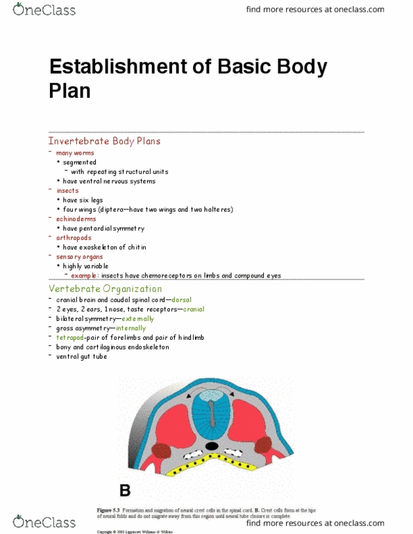 ANAT 2130 Lecture Notes - Lecture 8: Symmetry In Biology, Gastrointestinal Tract, Hox Gene thumbnail