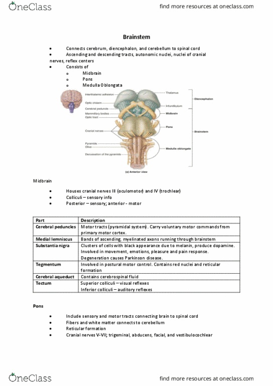 BIOL 2110K Lecture Notes - Lecture 16: Melanin, Respiratory Center, Brainstem thumbnail