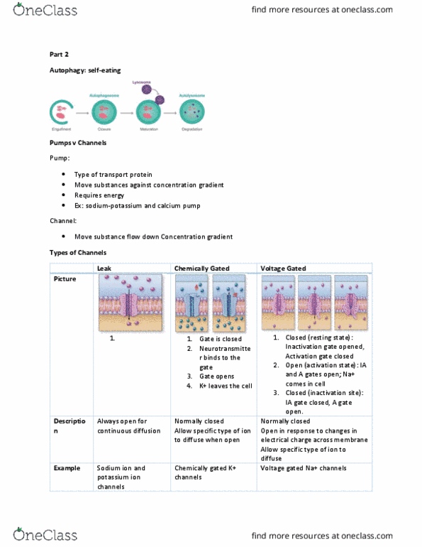 BIOL 2110K Lecture Notes - Lecture 14: Excitatory Postsynaptic Potential, Neuromuscular Junction, Cell Membrane thumbnail