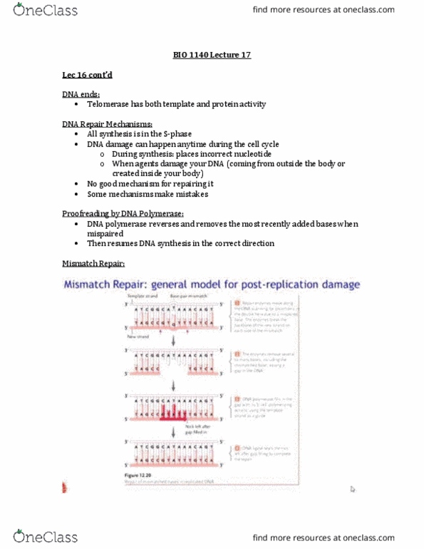 BIO 1140 Lecture Notes - Lecture 17: Dna Mismatch Repair, Transcriptomics Technologies, Exact Sequence thumbnail