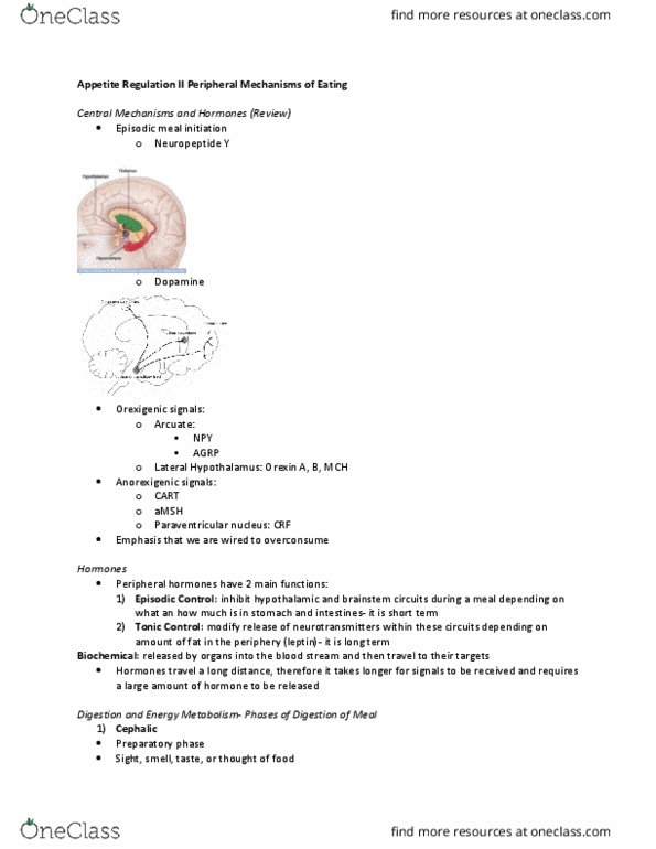 Psychology 2054A/B Lecture Notes - Lecture 4: Weaning, Glycogen, Firmicutes thumbnail