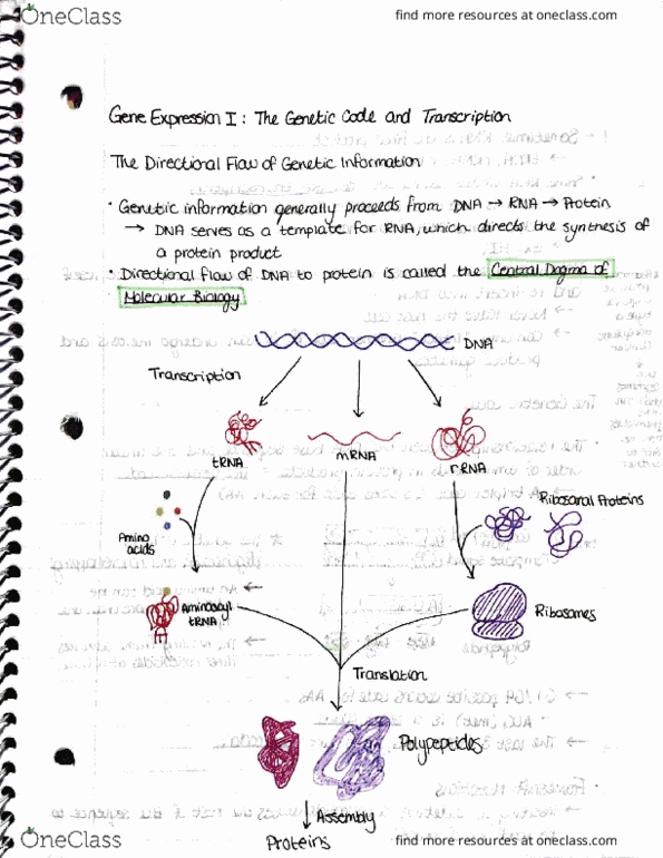 CELL201 Lecture Notes - Lecture 2: Intron, Exon, Centrifugation thumbnail