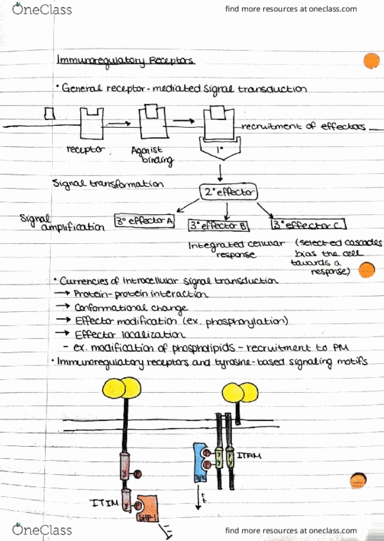 IMIN405 Lecture Notes - Lecture 3: Syk, Cell Membrane, Pseudopodia thumbnail