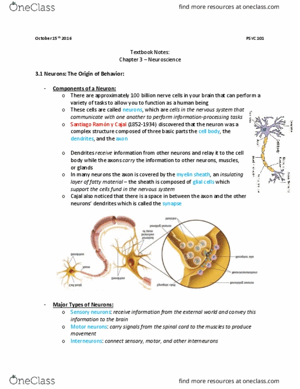 PSYC 101 Chapter Notes - Chapter 3: Midbrain Tectum, Striatum, Amygdala thumbnail