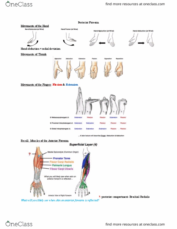 Anatomy and Cell Biology 2221 Lecture Notes - Lecture 11: United Front For Democratic Change, Anterior Interosseous Artery, Superficial Palmar Arch thumbnail