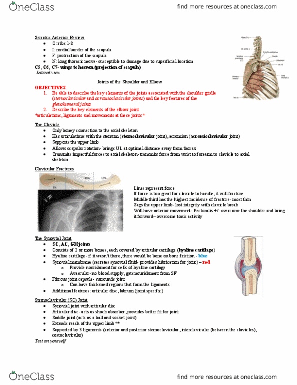 Anatomy and Cell Biology 2221 Lecture Notes - Lecture 8: Synovial Membrane, Coracoacromial Ligament, Plane Joint thumbnail