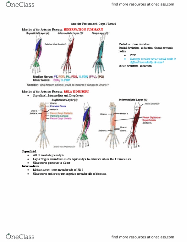 Anatomy and Cell Biology 2221 Lecture Notes - Lecture 10: Carpal Bones, Coracobrachialis Muscle, Epicondyle thumbnail