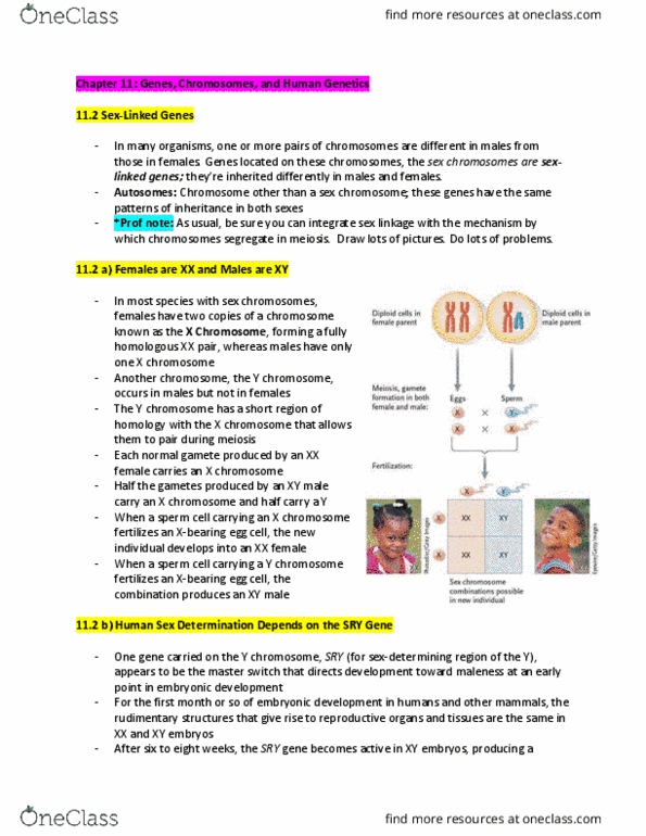 Biology 1001A Chapter Notes - Chapter 11.2: Meiosis, Y Chromosome, Barr Body thumbnail