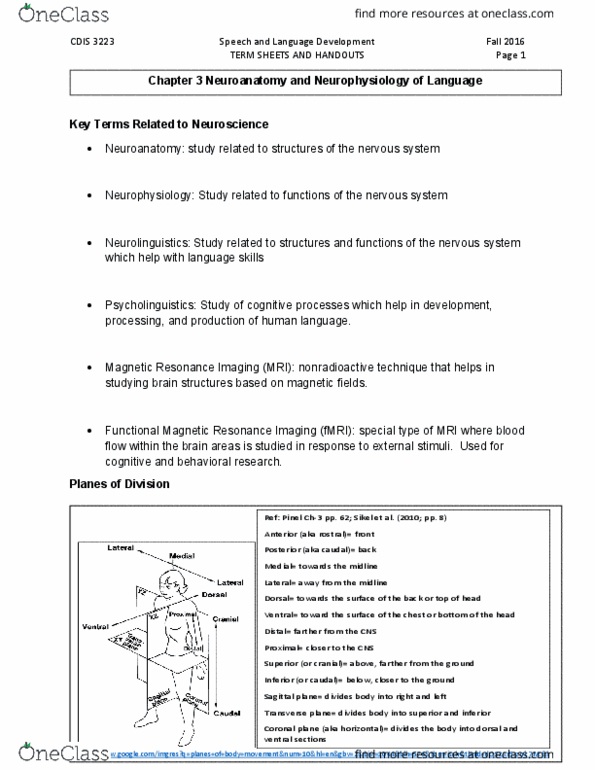 CDIS 3223 Lecture Notes - Lecture 3: Second Language, Ovulation, Functional Magnetic Resonance Imaging thumbnail