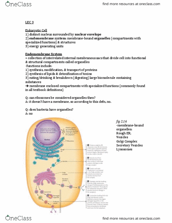 BIOL 1000 Lecture Notes - Lecture 3: Broccoli, Phagocytosis, Signal Peptide thumbnail