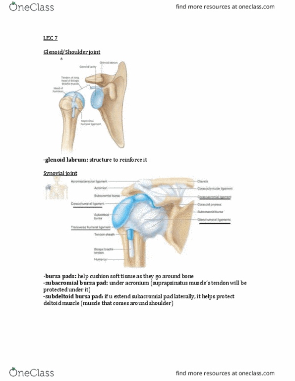 KINE 2031 Lecture Notes - Lecture 7: Hyaline Cartilage, Carpal Bones, Epicondyle thumbnail