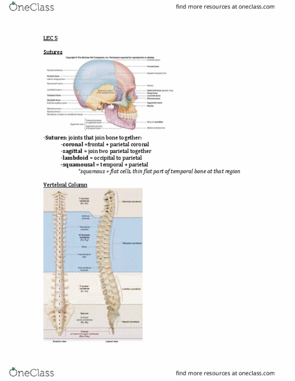 KINE 2031 Lecture Notes - Lecture 5: Supraspinous Ligament, Lambdoid Suture, Anterior Longitudinal Ligament thumbnail