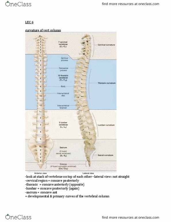 KINE 2031 Lecture Notes - Lecture 6: Kyphosis, Coracoid Process, Coracoclavicular Ligament thumbnail