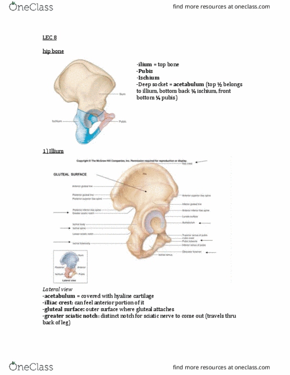 KINE 2031 Lecture Notes - Lecture 8: Epicondyle, Synovial Joint, Ischial Tuberosity thumbnail