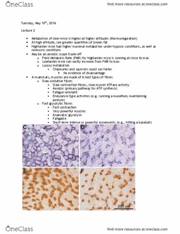 BIOD33H3 Lecture Notes - Lecture 2: Brown Adipose Tissue, Ventricular Hypertrophy, Partial Pressure thumbnail