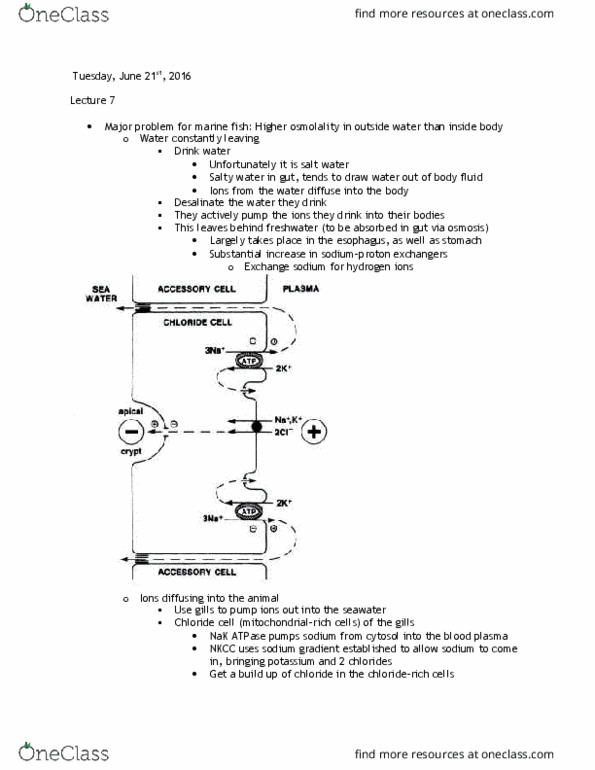 BIOD33H3 Lecture Notes - Lecture 7: Osmotic Shock, Teleost, Heart Rate thumbnail