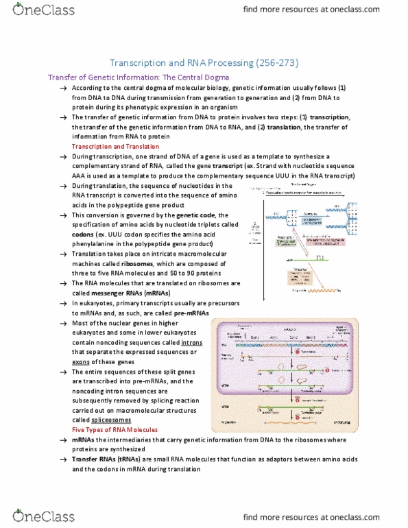 BIOL 1090 Chapter p.256-263: Transcription and RNA Processing(256-263) thumbnail