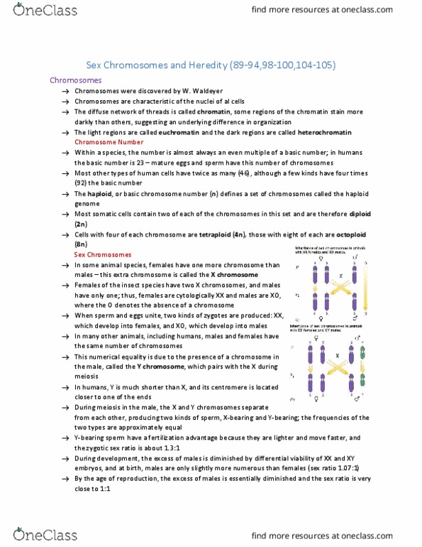 BIOL 1090 Chapter Notes - Chapter p.89-94, 98-100, 104-105: Y Chromosome, Polyploid, Heinrich Wilhelm Gottfried Von Waldeyer-Hartz thumbnail