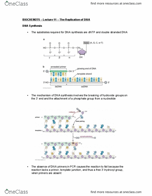 BIOCHEM 275 Lecture Notes - Lecture 11: Exonuclease, Base Pair, Reverse-Transcriptase Inhibitor thumbnail