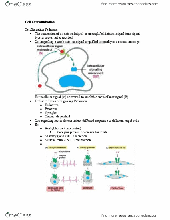 BIO 106 Lecture Notes - Lecture 9: Salivary Gland, Skeletal Muscle, Acetylcholine thumbnail