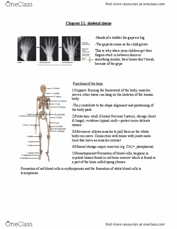 HLSC 1200U Lecture Notes - Lecture 11: Long Bone, Rib Cage, Bone Marrow thumbnail