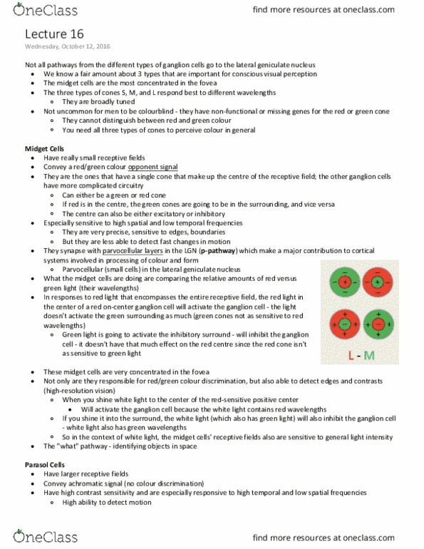 ANAT 321 Lecture Notes - Lecture 16: Receptive Field, Magnocellular Cell, Small Cell thumbnail