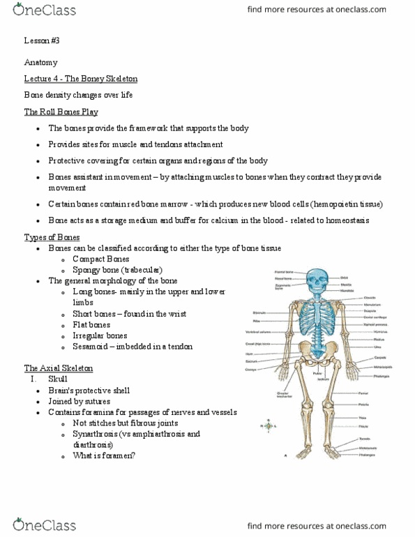Health Sciences 2300A/B Chapter Notes - Chapter 7: Sphenoid Bone, Lesser Petrosal Nerve, Anterior Cranial Fossa thumbnail