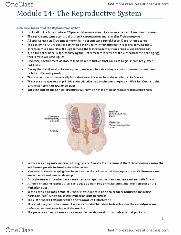 Physiology 2130 Lecture 14: Module-14-The-Reproductive-System thumbnail