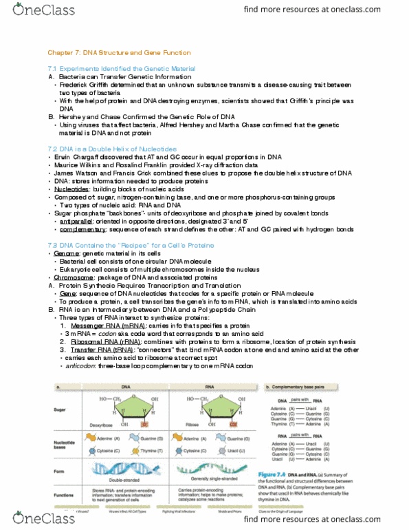 BIOL 100 Chapter Notes - Chapter 7: Ribosomal Rna, Erwin Chargaff, Maurice Wilkins thumbnail