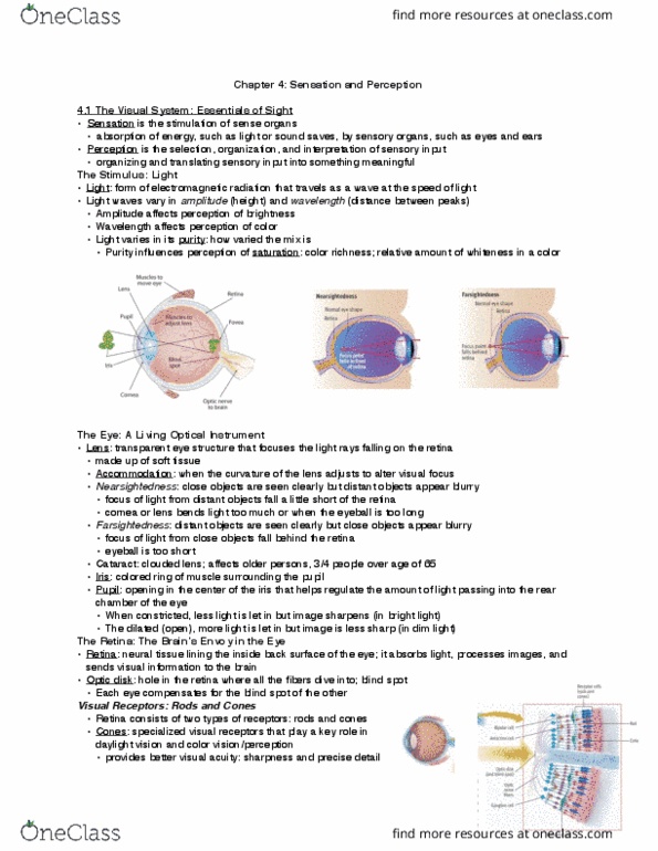 PSY 101 Chapter Notes - Chapter 4: Visual Cortex, Optic Chiasm, Occipital Lobe thumbnail