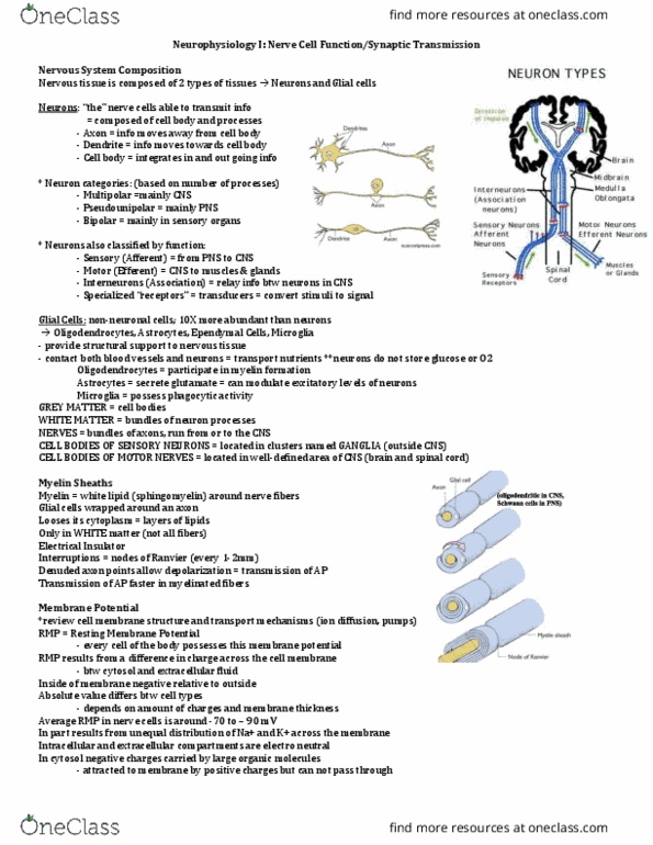 ANSC 3080 Lecture Notes - Lecture 2: Voltage-Dependent Calcium Channel, Membrane Potential, Nervous Tissue thumbnail