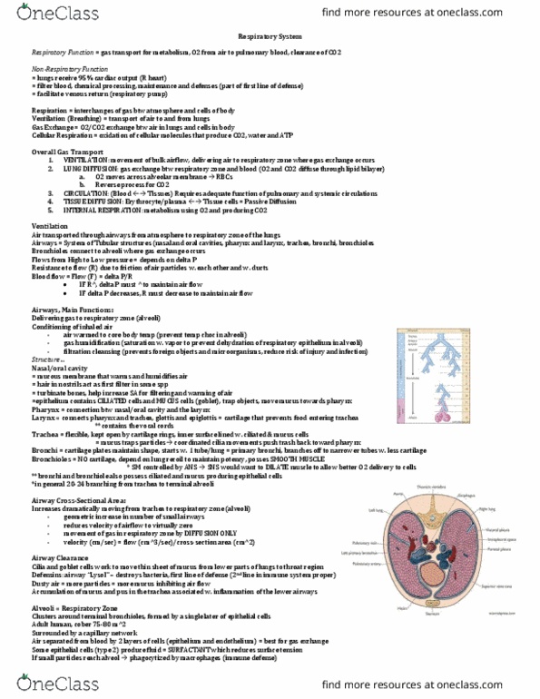 ANSC 3080 Lecture Notes - Lecture 10: Respiratory Epithelium, Respiratory Tract, Bronchus thumbnail