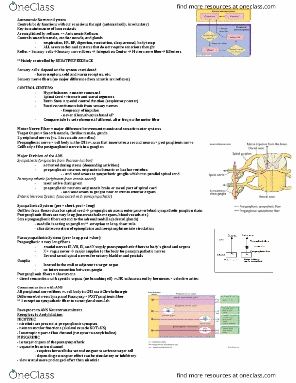 ANSC 3080 Lecture Notes - Lecture 5: Spinal Nerve, Sympathetic Ganglion, Lumbar Vertebrae thumbnail