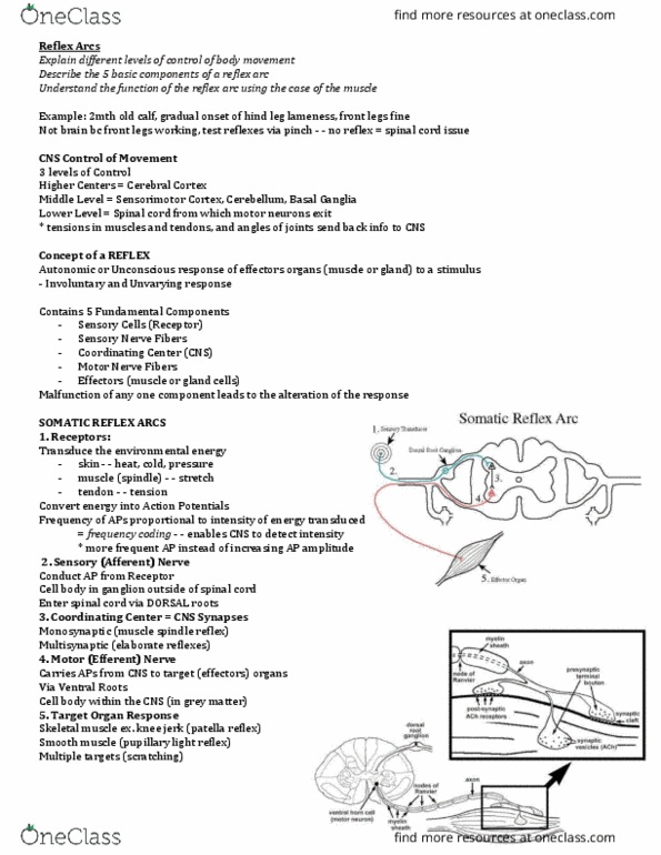 ANSC 3080 Lecture Notes - Lecture 4: Reflex Arc, Muscle Spindle, Basal Ganglia thumbnail