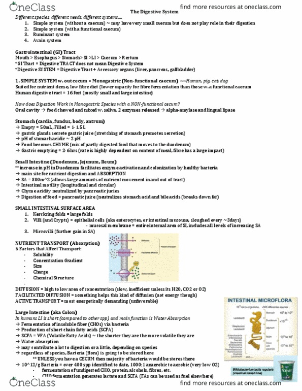 NUTR 3210 Lecture Notes - Lecture 3: Short-Chain Fatty Acid, Cecum, Pancreatic Juice thumbnail