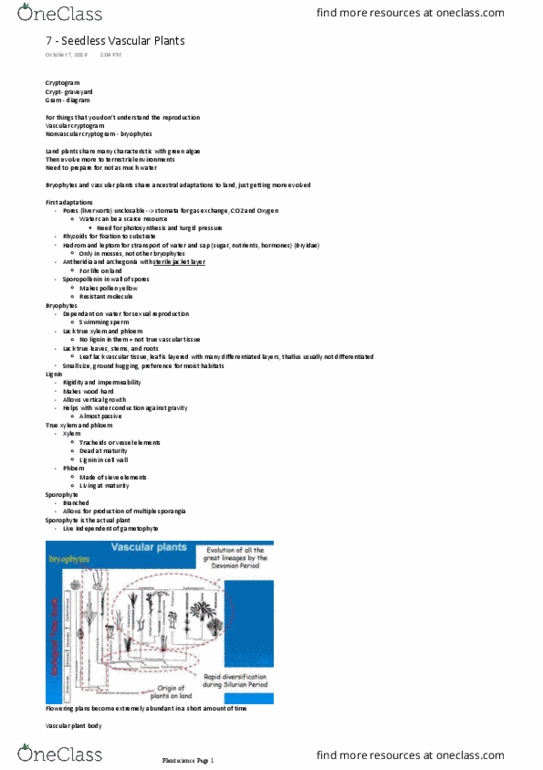 BIO 2137 Lecture Notes - Lecture 7: Vascular Cambium, Cork Cambium, Vascular Plant thumbnail