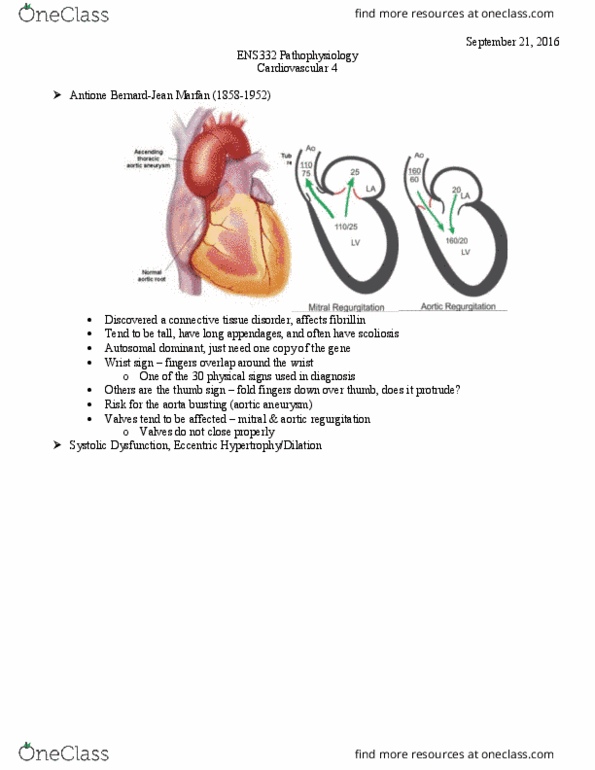 ENS 332 Lecture Notes - Lecture 7: Aortic Insufficiency, Aortic Aneurysm, Aortic Valve thumbnail