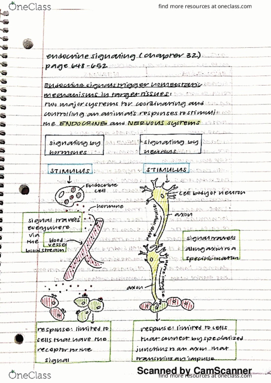 BILD 2 Chapter 32: Endocrine Signaling (648 - 652) thumbnail