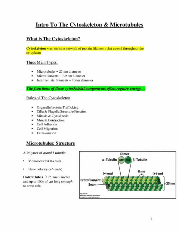 Biology 2382B Lecture Notes - Colchicine, Paclitaxel, Microtubule Nucleation thumbnail