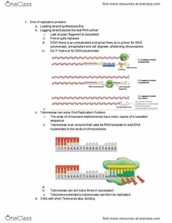 BIO-0013 Lecture Notes - Lecture 12: Polymerase Chain Reaction, Okazaki Fragments, Telomerase thumbnail