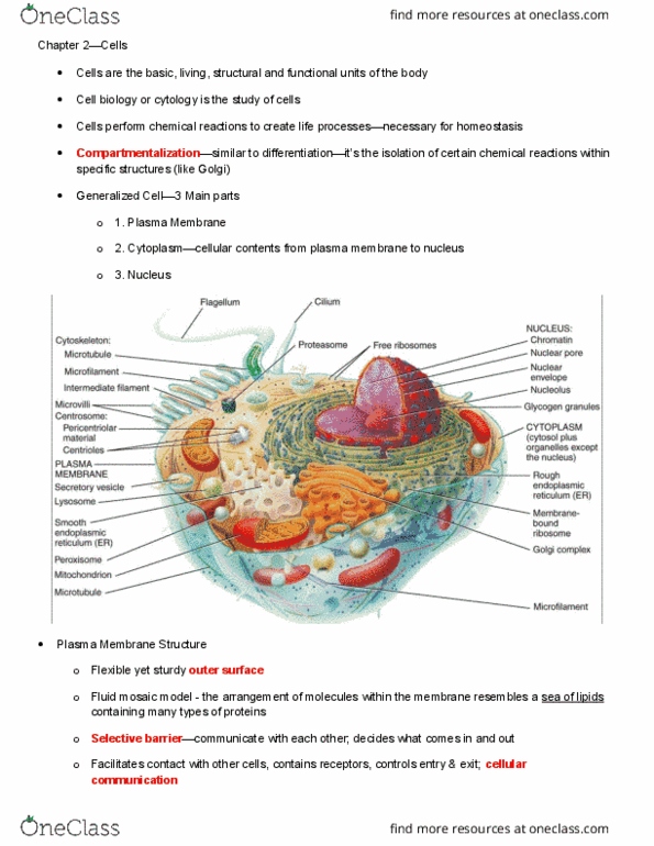 KIN 2500 Lecture Notes - Lecture 2: Fluid Mosaic Model, Lipid Bilayer, Clathrin thumbnail