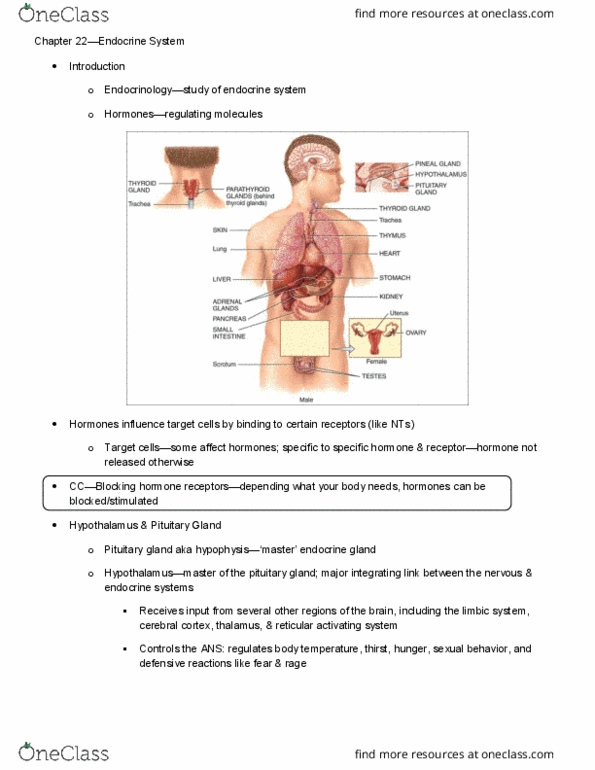 KIN 2500 Lecture Notes - Lecture 22: Parathyroid Gland, Thyroid, Pars Tuberalis thumbnail