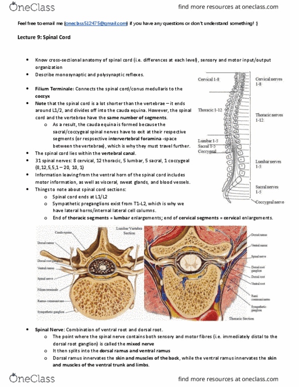 Anatomy and Cell Biology 3319 Lecture Notes - Lecture 9: Ramus Communicans, Cauda Equina, Dorsal Root Ganglion thumbnail