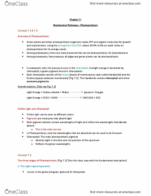 ZOOL 115 Lecture Notes - Lecture 7: Ribulose, Heterotroph, Glyceraldehyde 3-Phosphate thumbnail