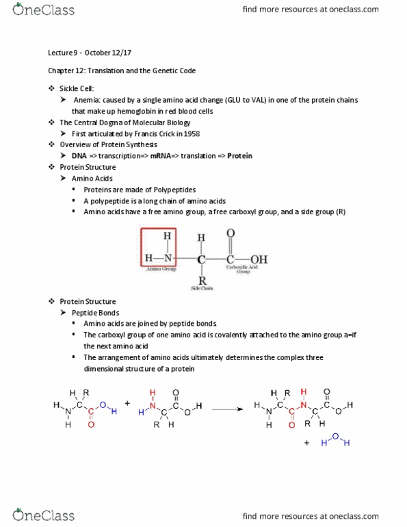 BIOL 1090 Lecture Notes - Lecture 9: Transferase, Kozak Consensus Sequence, Methionine thumbnail