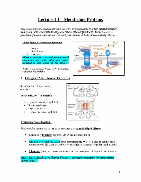 Biology 2382B Lecture Notes - Action Potential, Lipophilicity, Ion Channel thumbnail